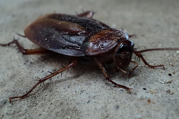 San Diego Cockroach Removal