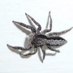 spider removal in san diego