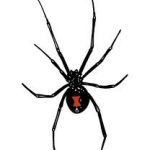 san diego spider removal black widow exterminator san diego